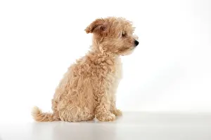 Dog Cockapoo (7 weeks old )