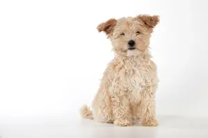 Cockapoo: Dog Cockapoo (7 weeks old )
