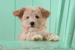 Cockapoo: Dog Cockapoo (7 weeks old ) with chair