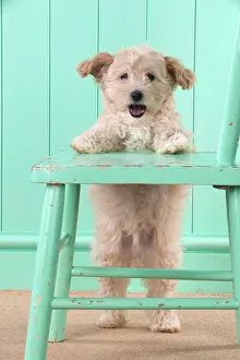 Cockapoo: Dog Cockapoo (7 weeks old ) with chair