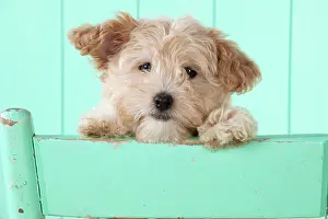 Cockapoo: Dog Cockapoo (7 weeks old ) with chair