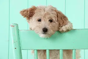 Cockapoo: Dog Cockapoo (7 weeks old ) with chair