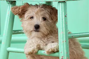 Cockapoo: Dog Cockapoo (7 weeks old ) with chair