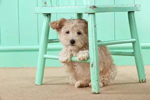 Cockapoo: Dog Cockapoo (7 weeks old ) with chair