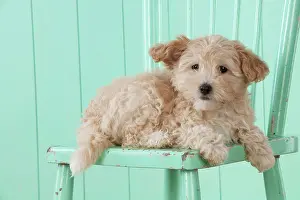Cockapoo: Dog Cockapoo (7 weeks old ) with chair