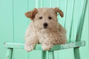 Cockapoo: Dog Cockapoo (7 weeks old ) with chair