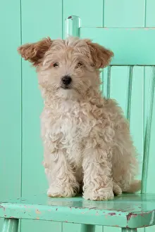 Cockapoo: Dog Cockapoo (7 weeks old ) with chair