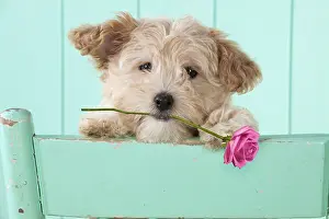 260319: DOG - Cockapoo (7 weeks old ) with chair holding a pink rose