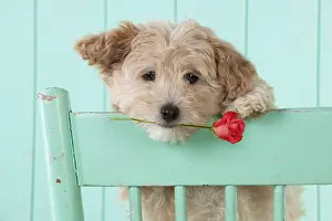 260319: DOG - Cockapoo (7 weeks old ) with chair holding a red rose