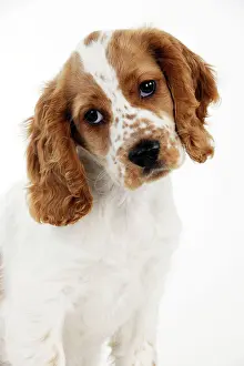 Tilt: DOG - Cocker spaniel