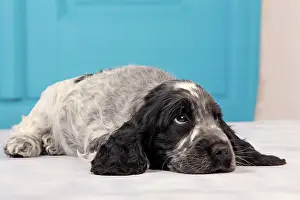 Hopeful: Dog - Cocker Spaniel