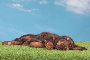 Exhausted: Dog - Cocker Spaniel