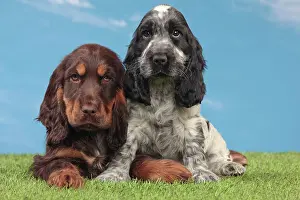 Friiends: Dog - Cocker Spaniel
