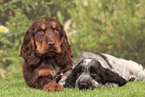Friiends: Dog - Cocker Spaniel