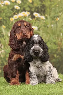 Friiends: Dog - Cocker Spaniel