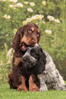 Friiends: Dog - Cocker Spaniel