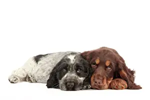 Devotion: Dog - Cocker Spaniel