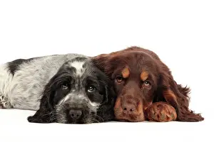 Devotion: Dog - Cocker Spaniel