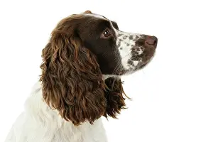 021020: Dog. Cocker Spaniel, adult, head shot, portrait