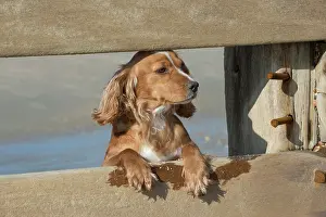 Leaning: Dog Cocker Spaniel on the beach looking over break water