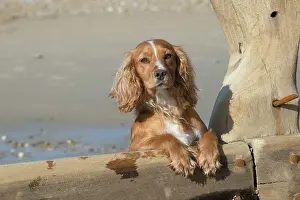 Leaning: Dog Cocker Spaniel on the beach looking over break water