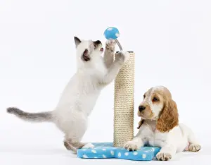 Groom: Dog - Cocker Spaniel with Cat - Birman kitten -