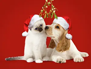 Pointed: Dog Cocker Spaniel with Cat Birman kitten