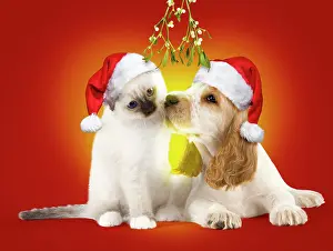 Pointed: Dog Cocker Spaniel with Cat Birman kitten