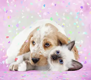 Confetti: Dog - Cocker Spaniel with Cat - Birman kitten