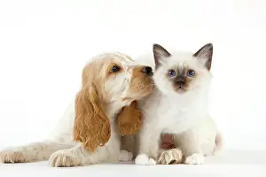 Affectionate: Dog - Cocker Spaniel with Cat - Birman kitten