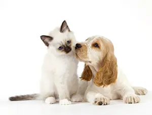 Affectionate: Dog - Cocker Spaniel with Cat - Birman kitten