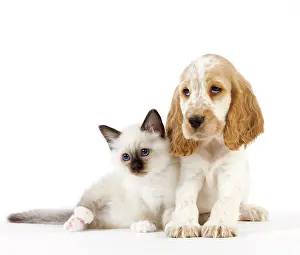 Birman: Dog - Cocker Spaniel with Cat - Birman kitten