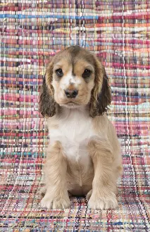 130318: DOG. Cocker Spaniel on a colourful rug