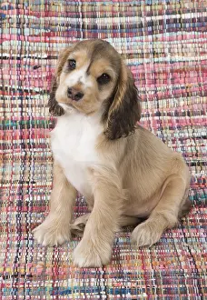 130318: DOG. Cocker Spaniel on a colourful rug