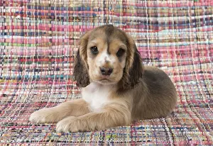130318: DOG. Cocker Spaniel on a colourful rug