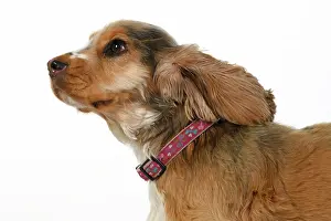 240920: DOG. Cocker Spaniel, with ears & fur blowing
