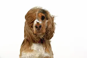 240920: DOG. Cocker Spaniel, with ears & fur blowing