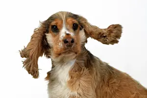 240920: DOG. Cocker Spaniel, with ears & fur blowing
