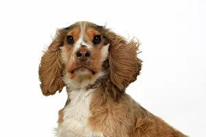 240920: DOG. Cocker Spaniel, with ears & fur blowing