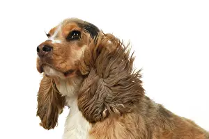 Blowing: DOG. Cocker Spaniel, with ears & fur blowing