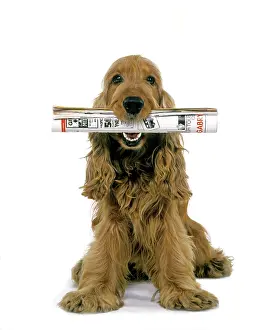 Obedience: Dog - Cocker Spaniel, holding newspaper in mouth