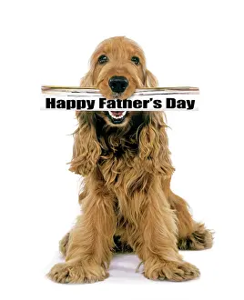 Fathers: Dog - Cocker Spaniel, holding newspaper in mouth