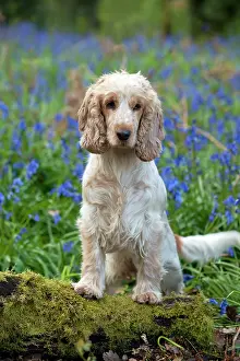 Roan: DOG - Cocker Spaniel (orange roan) in bluebells