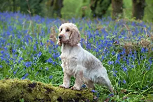 Roan: DOG - Cocker Spaniel (orange roan) in bluebells