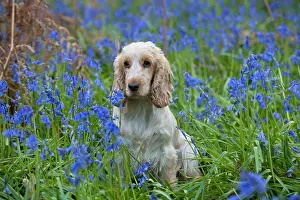 Roan: DOG - Cocker Spaniel (orange roan) in bluebells