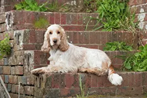 Roan: DOG - Cocker Spaniel (orange roan) - laying on steps