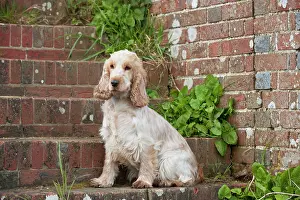 Roan: DOG - Cocker Spaniel (orange roan) - sitting on steps