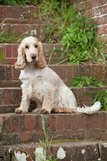 Roan: DOG - Cocker Spaniel (orange roan) - sitting on steps