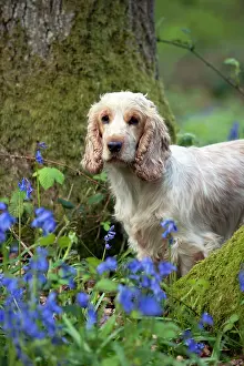 Roan: DOG - Cocker Spaniel (orange roan) - standing betweens