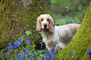 Roan: DOG - Cocker Spaniel (orange roan) - standing betweens